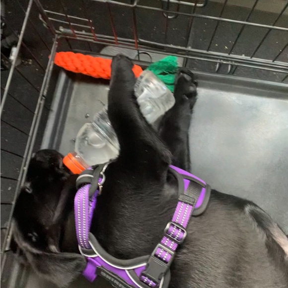 Purple dog harness - Picture 4 of 4